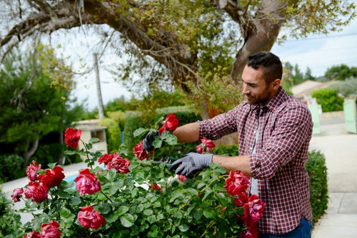 Operative trimming a formal hedge with shears in a residential garden