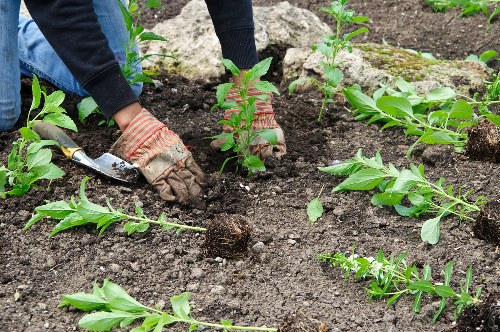 Garden debris being removed