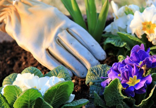 A gardener's gloved hand is shown gently tending to a flower bed in a landscaped garden area. The bed features a mix of white and purple primroses with broad green leaves and vibrant blossoms, set against dark, freshly turned soil. In the background, there are lush green plants and foliage, indicating a well-maintained outdoor space. The scene suggests a spring or early summer setting, with natural sunlight illuminating the flowers and garden features. The garden layout includes a neatly edged flower bed positioned on a lawn with dense grassy areas, surrounded by a mix of trees and shrubs. This outdoor environment appears to be part of a residential garden, with a focus on floral and horticultural care typical of services provided by a professional gardening company such as Hedge Trimming Cranford, operating in the Cranford area. The scene exemplifies meticulous garden maintenance and planting activity, reflecting professional attention to detail in outdoor landscape management.