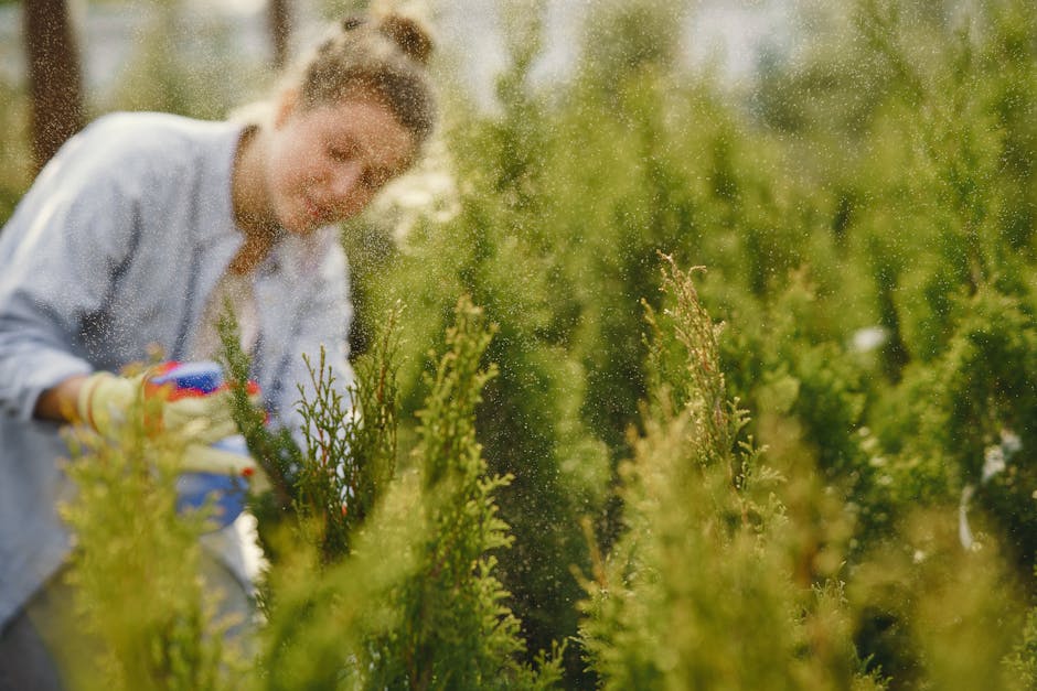 A woman engaged in garden maintenance within a lush outdoor setting, surrounded by thriving, green plants and well-kept bushes. She is wearing gardening gloves and a light-colored shirt, using a spray