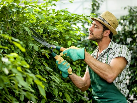 Professional hedge trimming enhancing garden aesthetics in Cranford